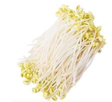 黄豆芽植物学史