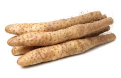 鲜淮山的植物学史